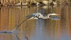 297: 2024-10-27-blue heron 0C3_0644