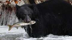 93: vancouver-island-bear fish 0C3_1528