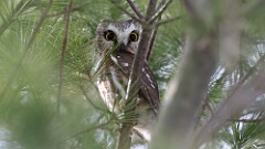 4: 2025-01-25-Northern Saw-whet Owl 0C3_0280