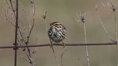 63: 2025-04-18-Savannah Sparrow 0C3_0019