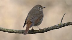 64: 2025-04-20-Hermit Thrush 0C3_0895