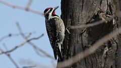 67: 2025-04-20-Yellow-bellied Sapsucker 0C3_0634