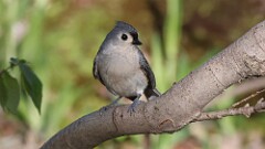 85: 2025-05-08-Tufted Titmouse 0C3_0223