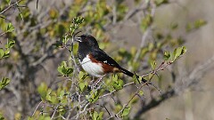 87: 2025-05-09-Eastern Towhee 0C3_0224