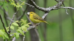 125: 2025-06-01-yellow 0C3_0028