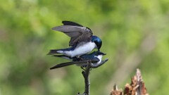 126: 2025-06-02-Tree Swallows 0C3_0146