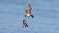 167: 2025-07-02-bank swallows fighting 0C3_0617