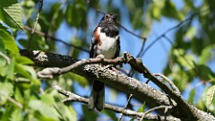 186: 2025-07-21-Eastern towhee 0C1_0732