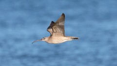 191: 2025-07-21-Whimbrel 0C1_1637