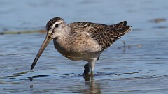 250: 2025-08-24-Short-billed Dowitcher 5M2_2760