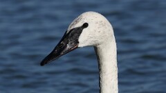 302: 2025-10-05-Trumpeter Swan 5M2_2542