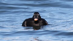 321: 2025-11-19-White-winged Scoter 5M2_0242