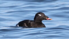 322: 2025-11-19-White-winged Scoter 5M2_0293