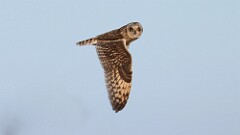 339: 2025-12-24-Short-eared owl 5M2_1910